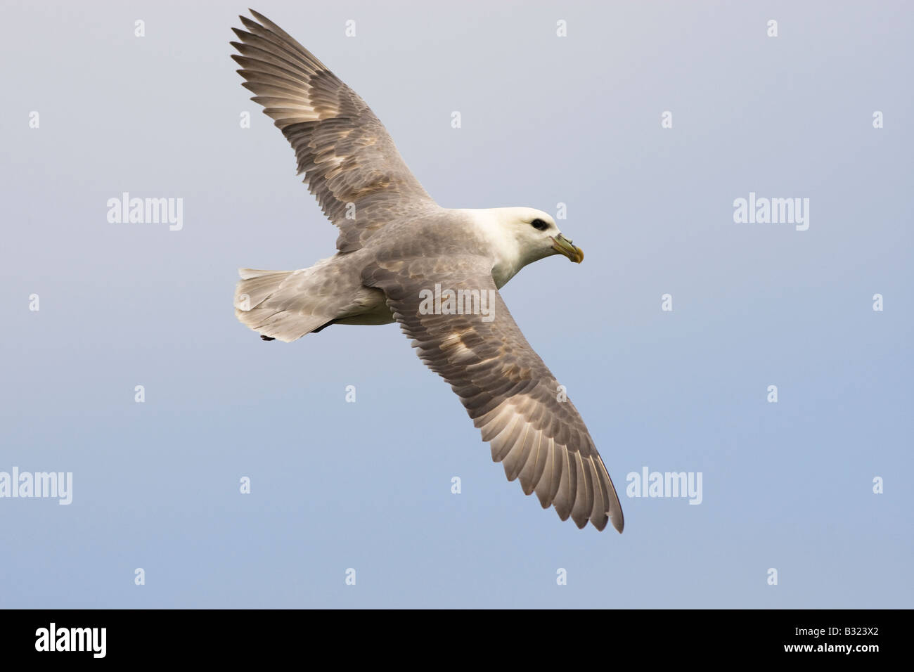 Fulmaris glacialis fulmar in flight Stock Photo