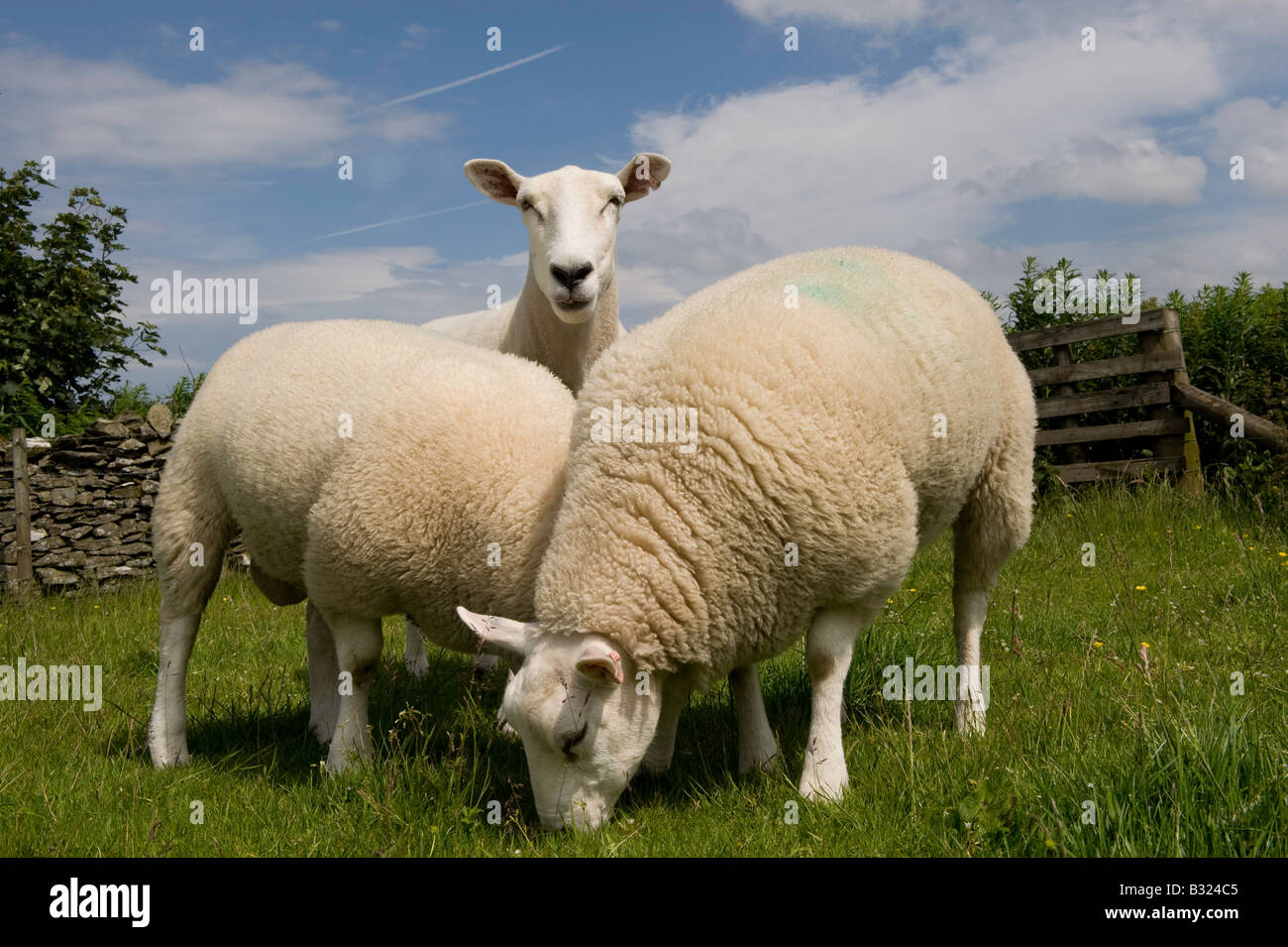 Lleyn ewe with texel sired lambs at foot Lockerbie Scotland Stock Photo