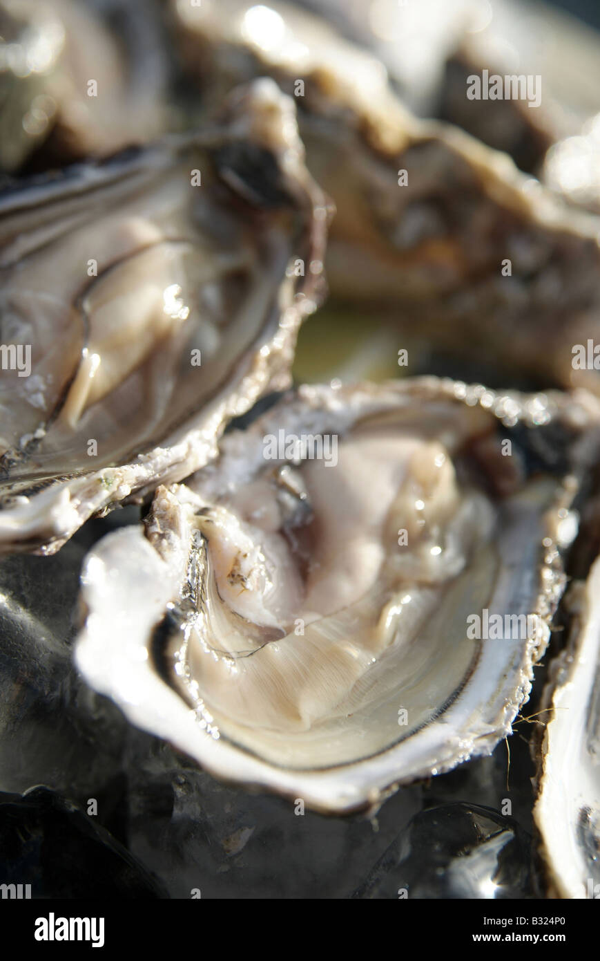 Shucked Irish Oysters Stock Photo