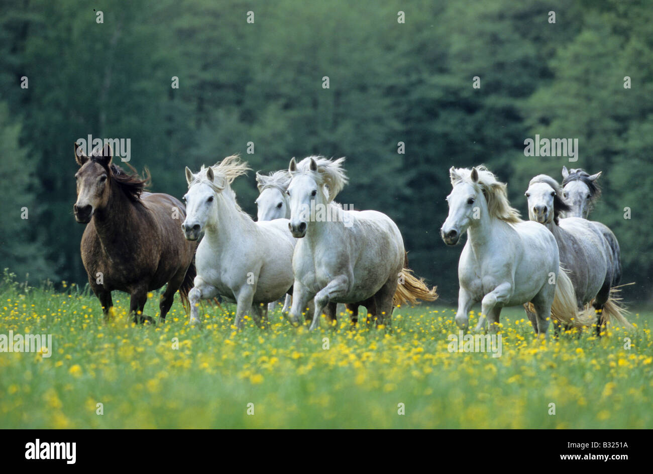 Connemara Pony (Equus caballus), herd in gallop on a meadow Stock Photo