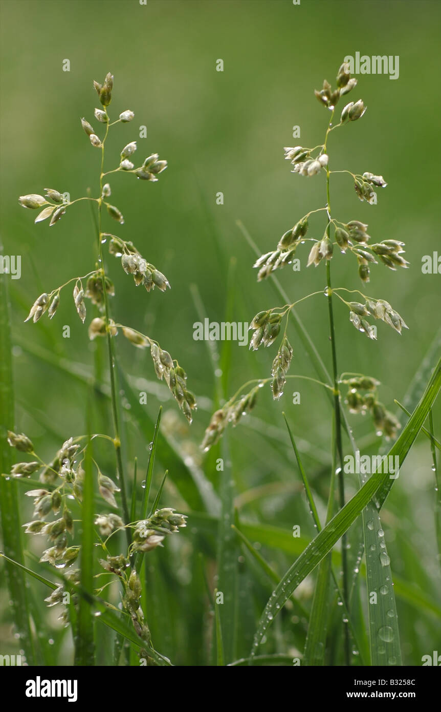 Sweet Grass seed heads Stock Photo Alamy