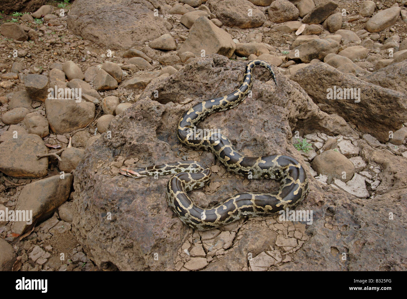 INDIAN ROCK PYTHON. Python molurus molurus, non venomous. rare. Called 'Ajgar' in Hindi. Stock Photo