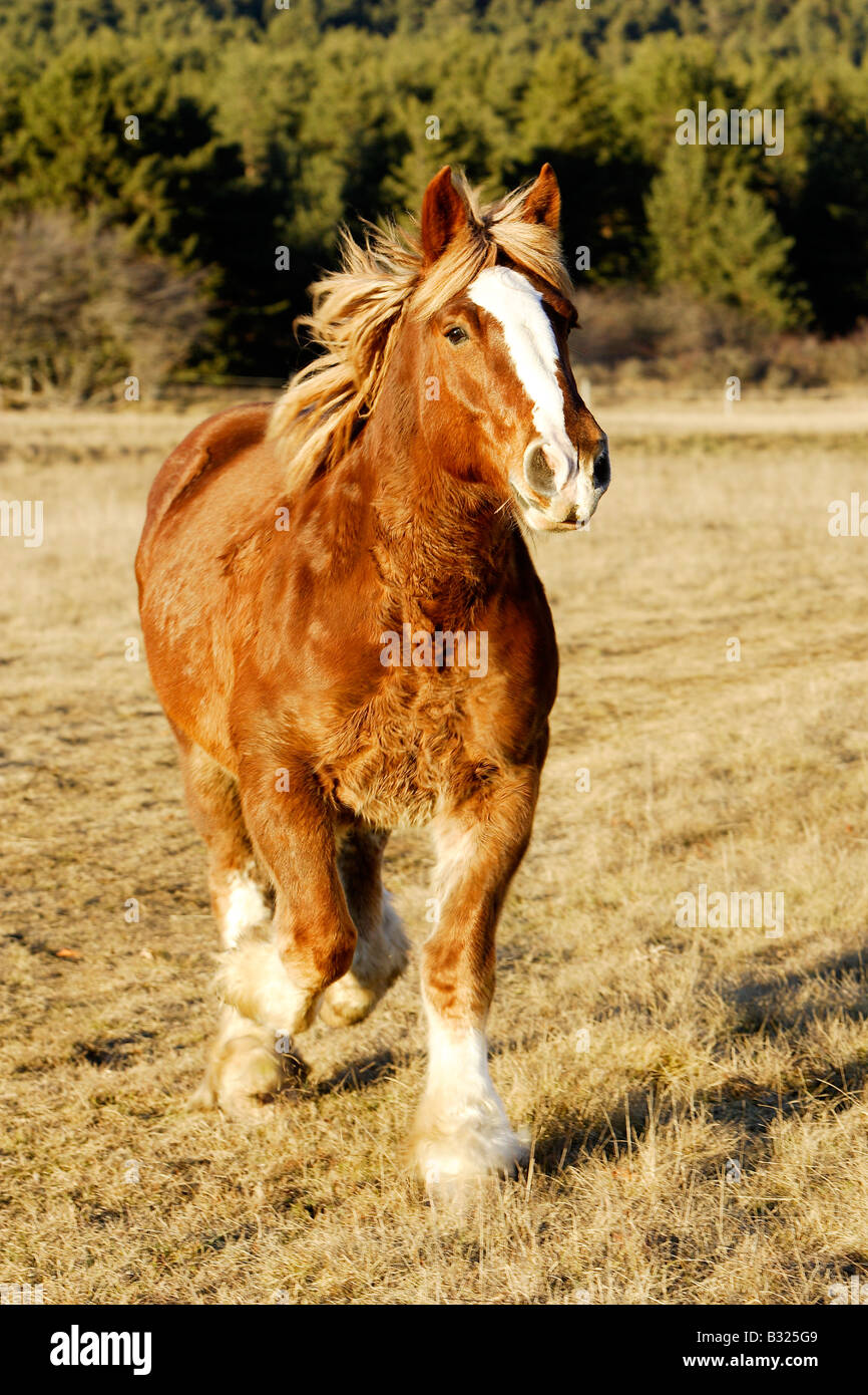 Heavy Draft Breton Horse (Equus caballus) Stock Photo