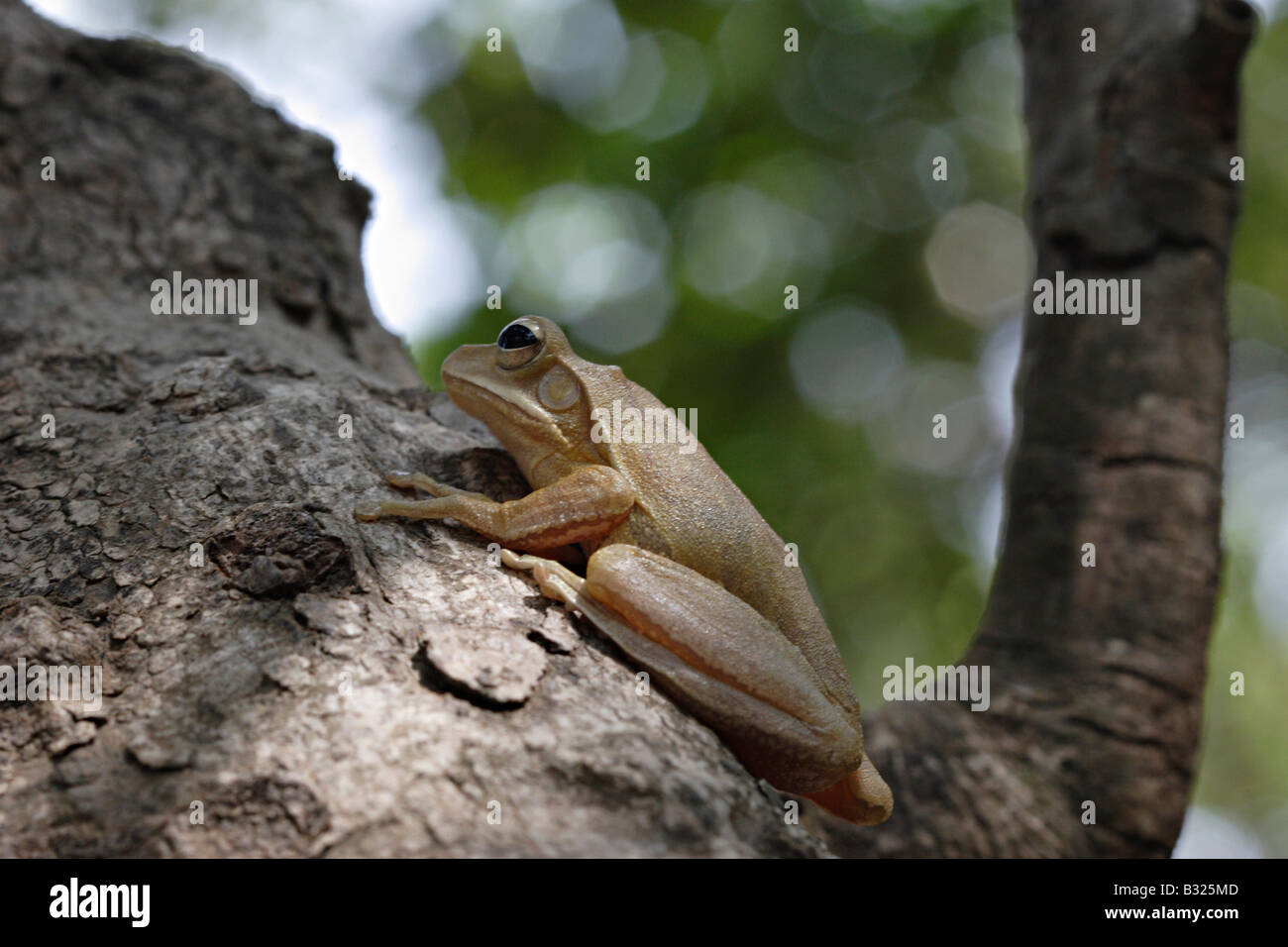 The Common Tree Frog, Four-lined Tree Frog, or White-lipped Tree Frog (Polypedates leucomystax) is a species of frog. Stock Photo