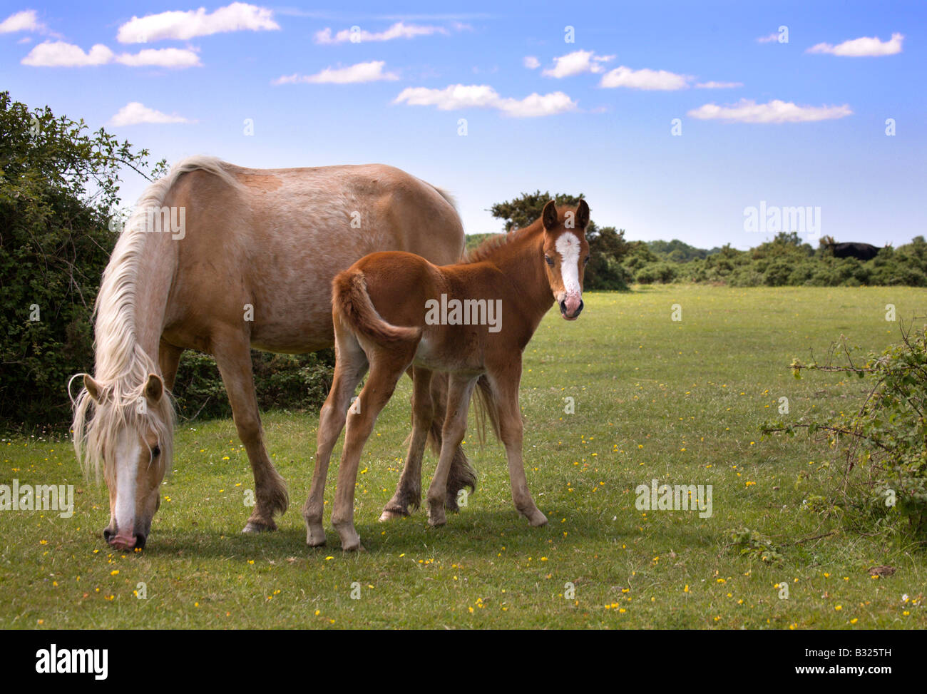 New Forest Mare and Foal at Stoney Cross, Hampshire, England Stock Photo
