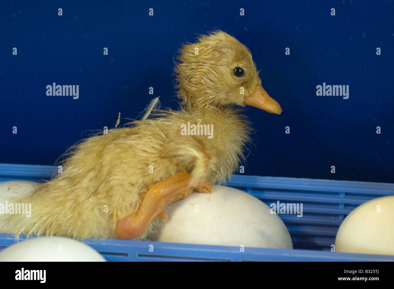 A newly hatched aylesbury duck in an incubator Stock Photo Alamy