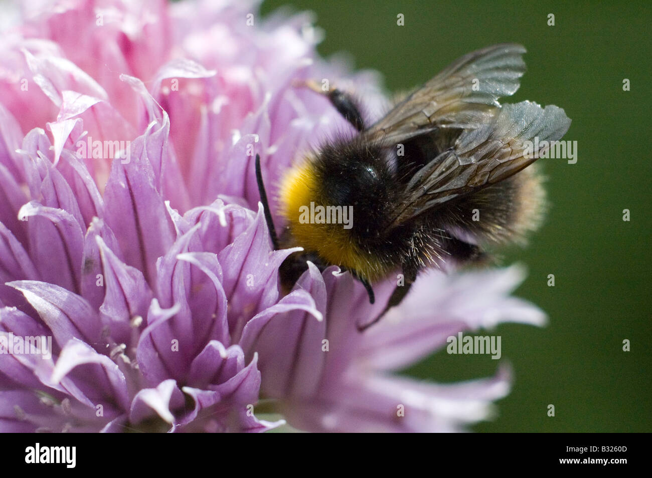 Bee chive hi-res stock photography and images - Alamy