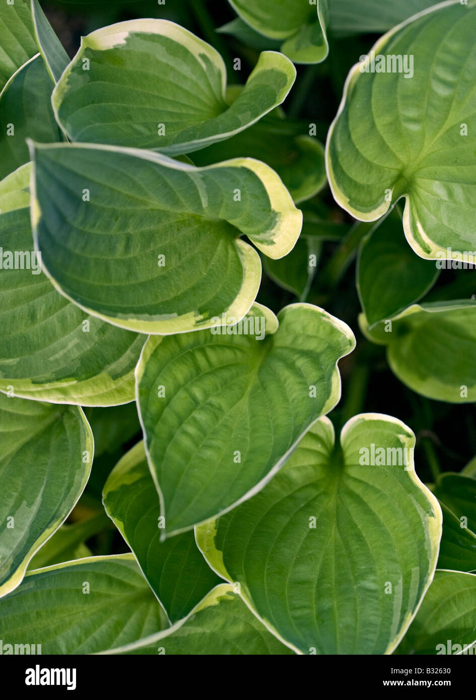 Variegated Hosta Leaves Stock Photo