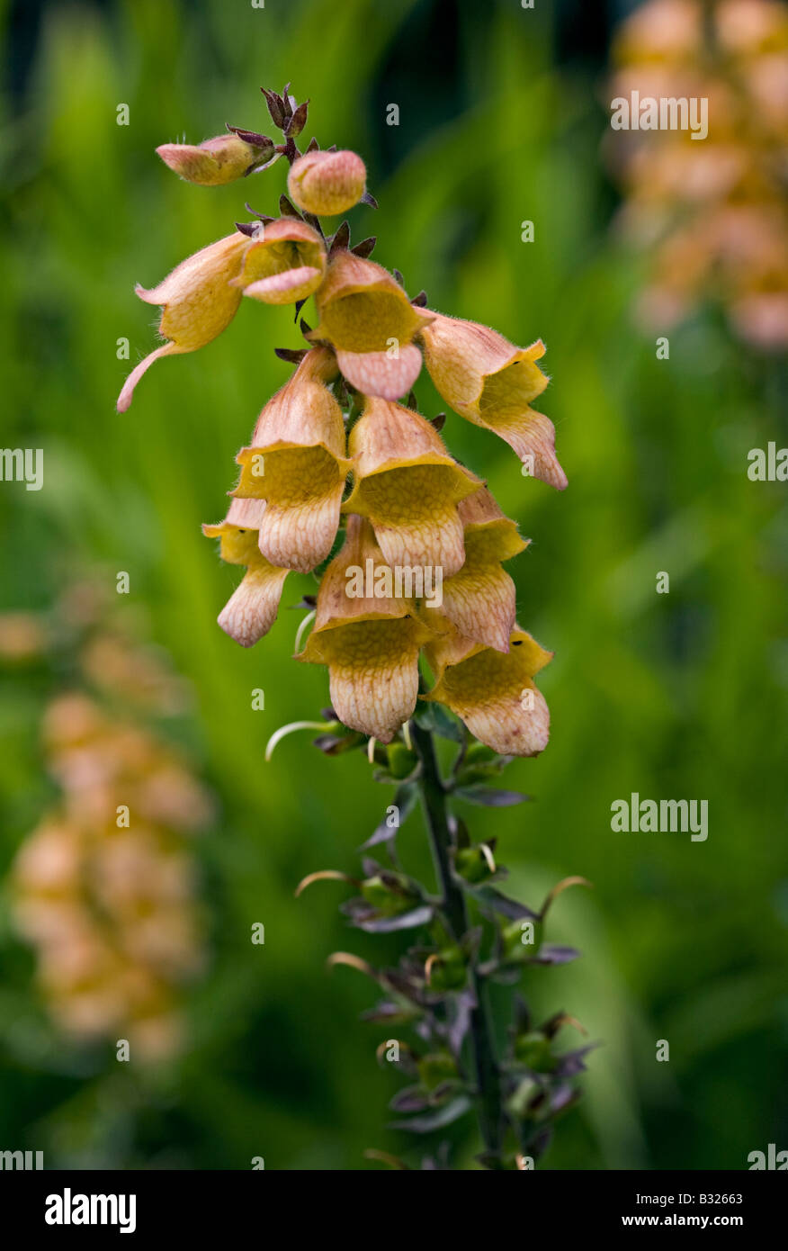 Orange foxglove hi-res stock photography and images - Alamy
