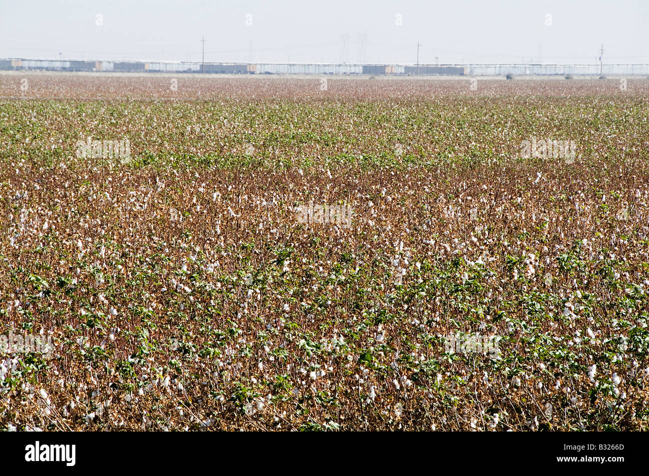 cotton field fields california crop farm farming Stock Photo Alamy