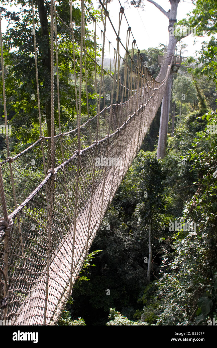 The 40 metre high canopy walk at Kakum National Park Ghana Stock Photo