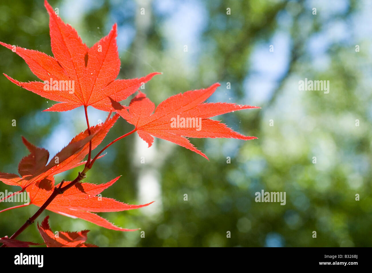 Japanese maple leaves hi-res stock photography and images - Alamy