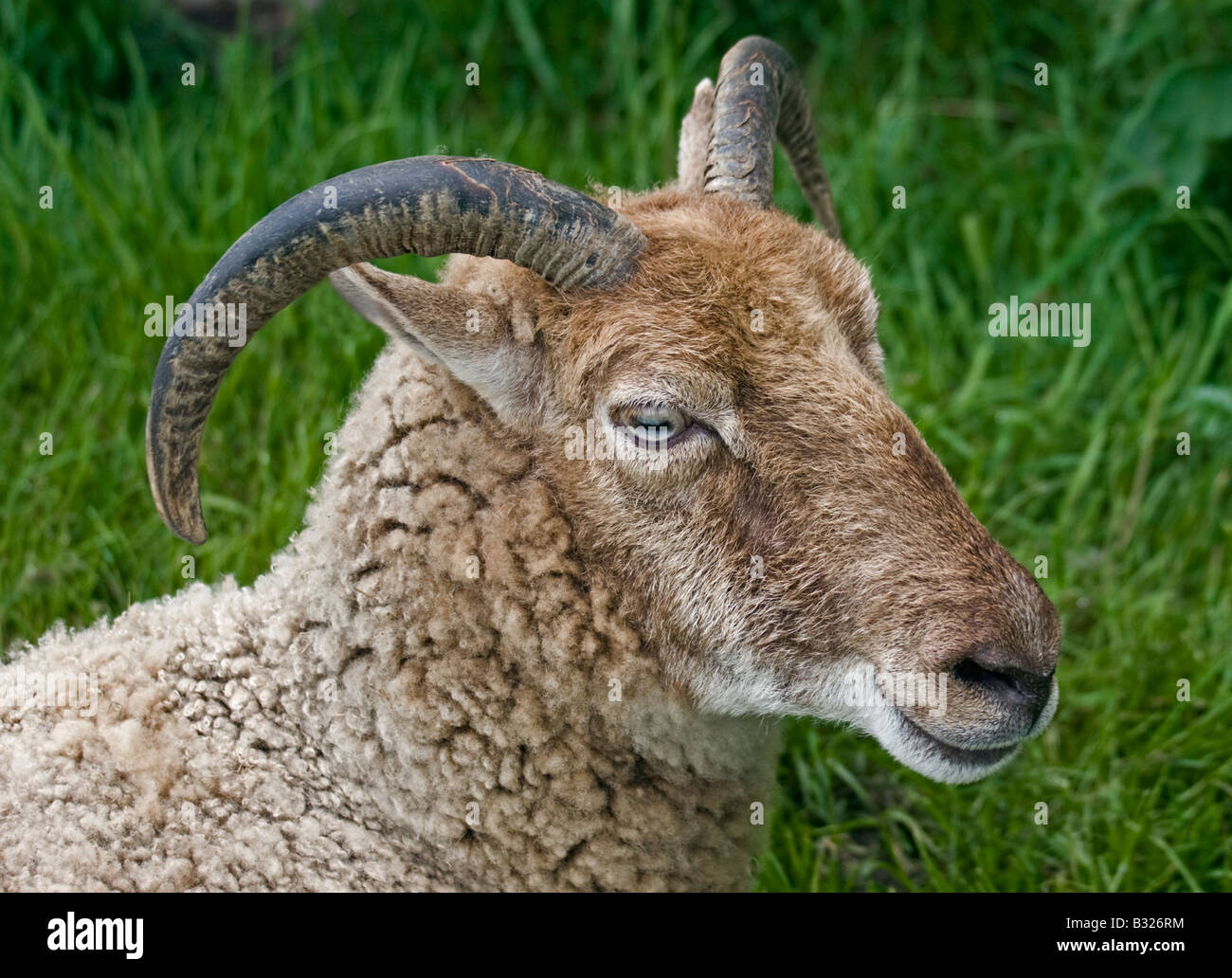 Portrait of a rare breed Castlemilk Moorit Ewe (Sheep Stock Photo Alamy