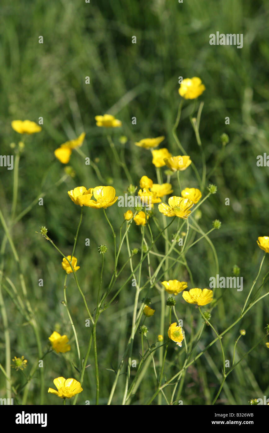 Buttercup (Creeping) Ranunculus repens Ranunculaceae (Buttercup family  Stock Photo - Alamy