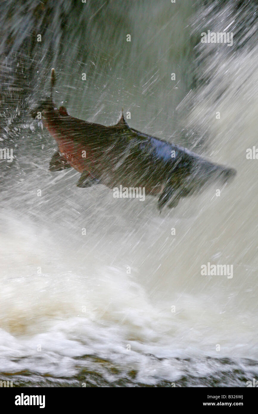 Leaping salmon columbia river hires stock photography and images Alamy