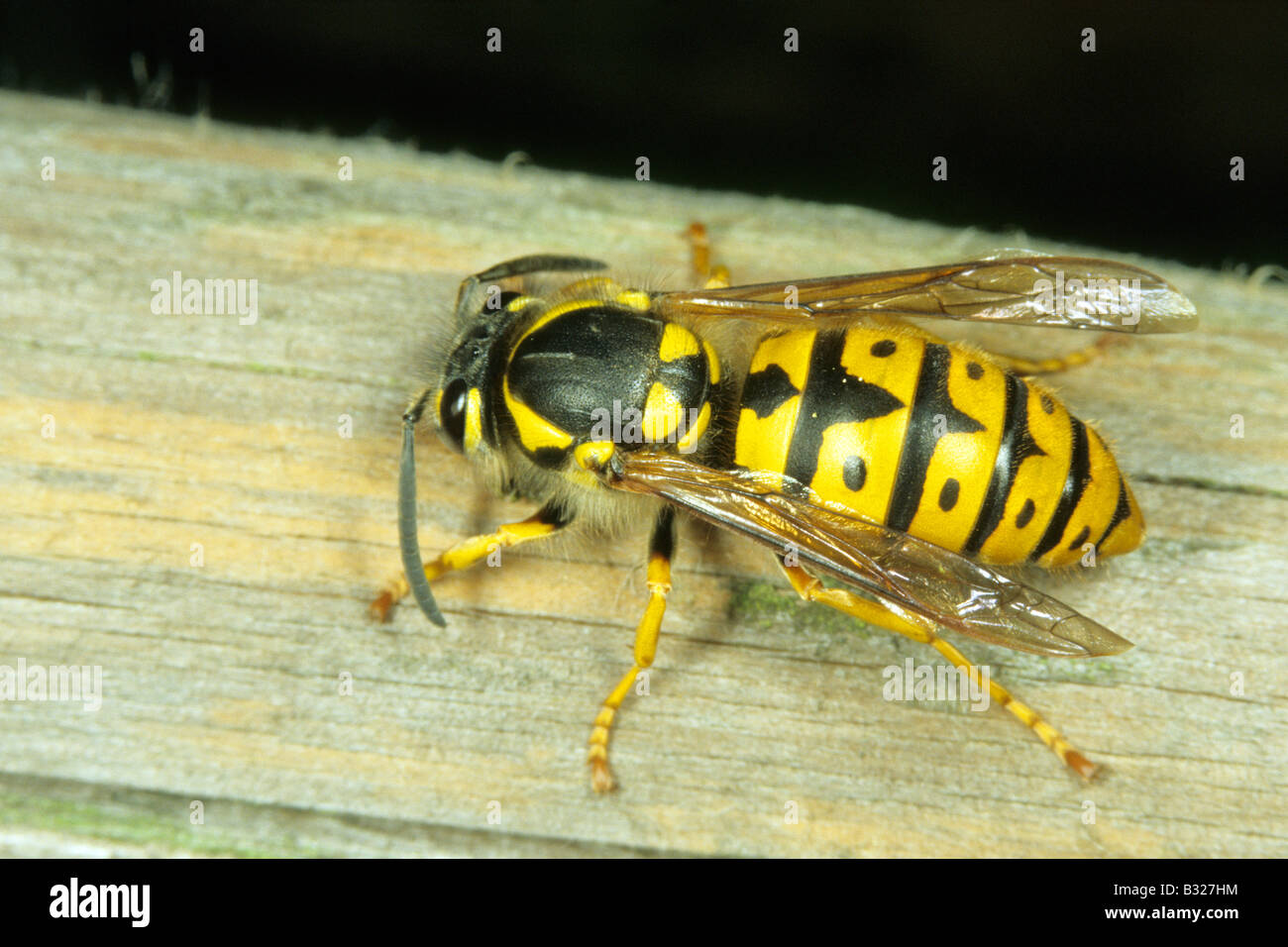 German Wasp (Paravespula germanica) rasping wood for nesting material Stock Photo