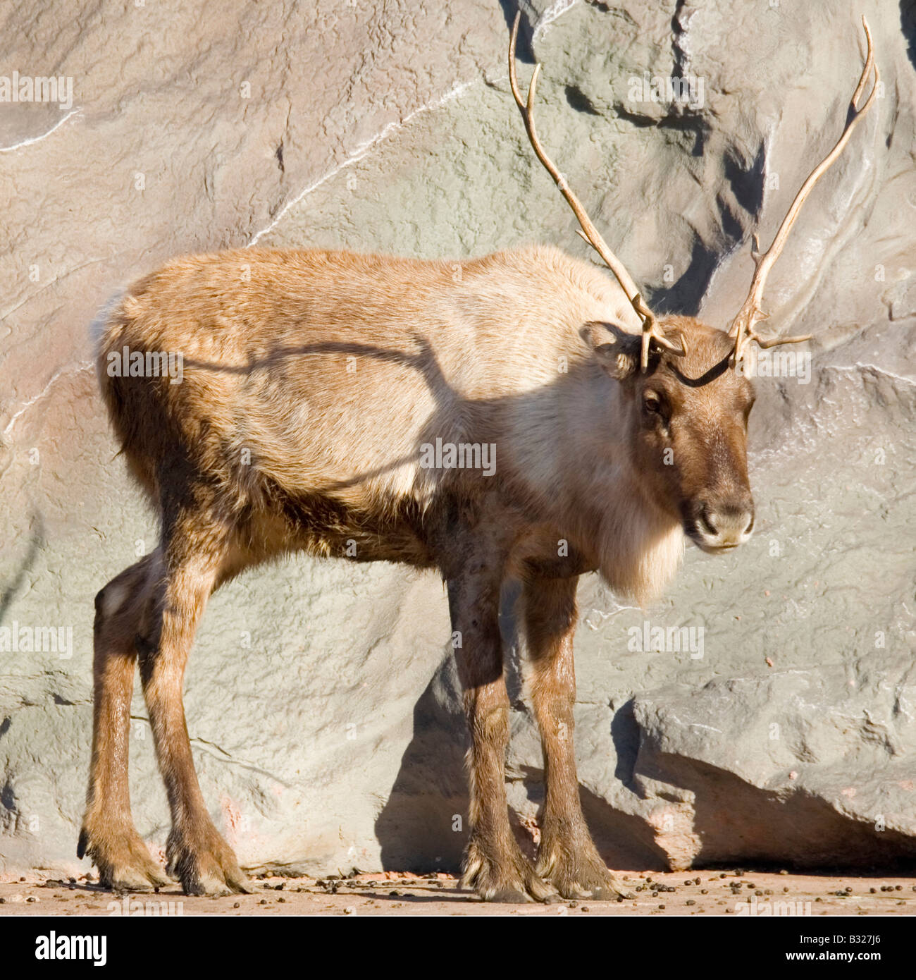 young reindeer standing in the sun Stock Photo