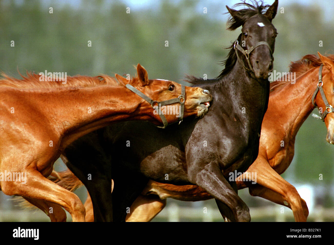 Young horses running, Goerlsdorf, Germany Stock Photo