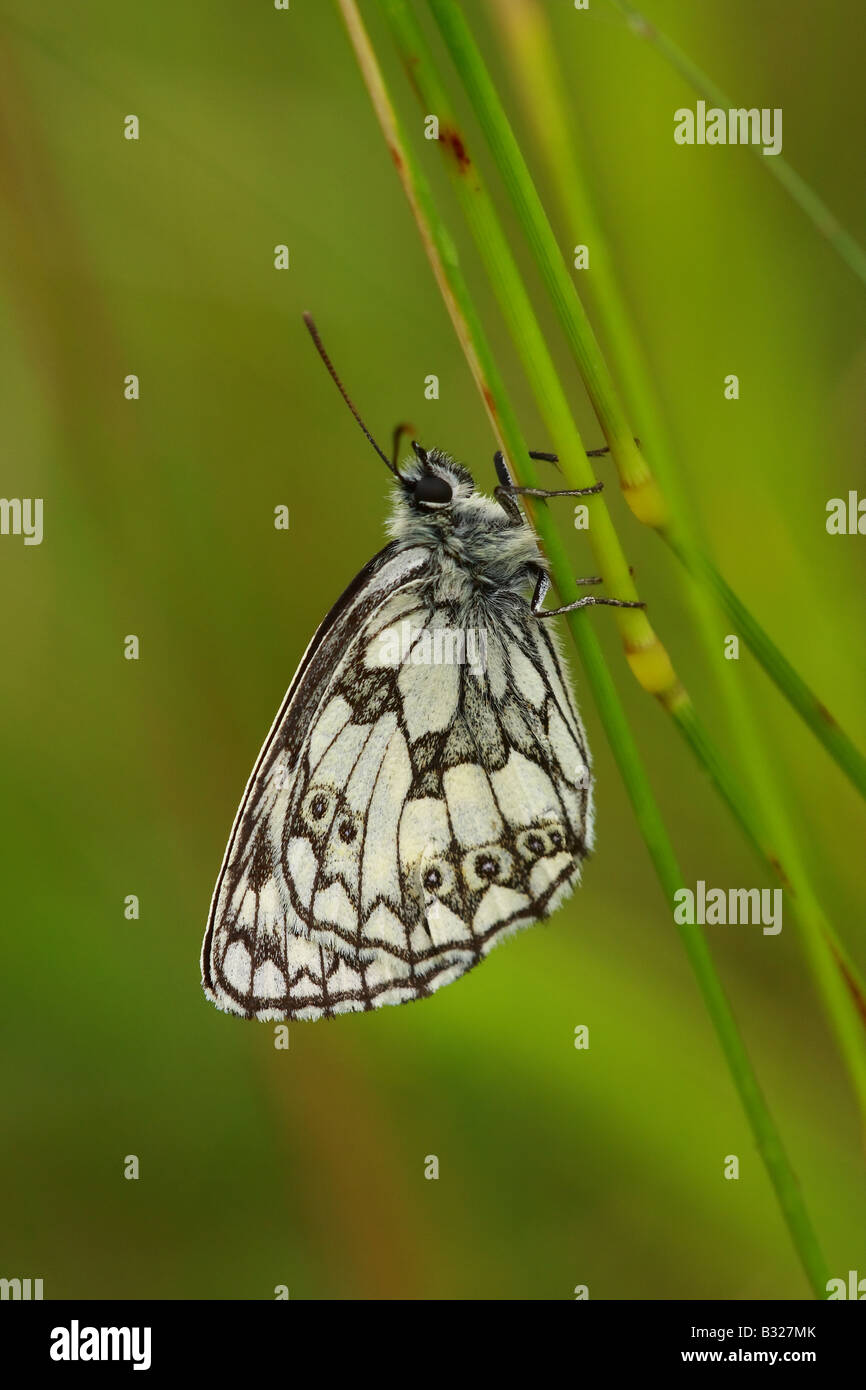 Marbled White, Melanargia galathea, UK. Stock Photo