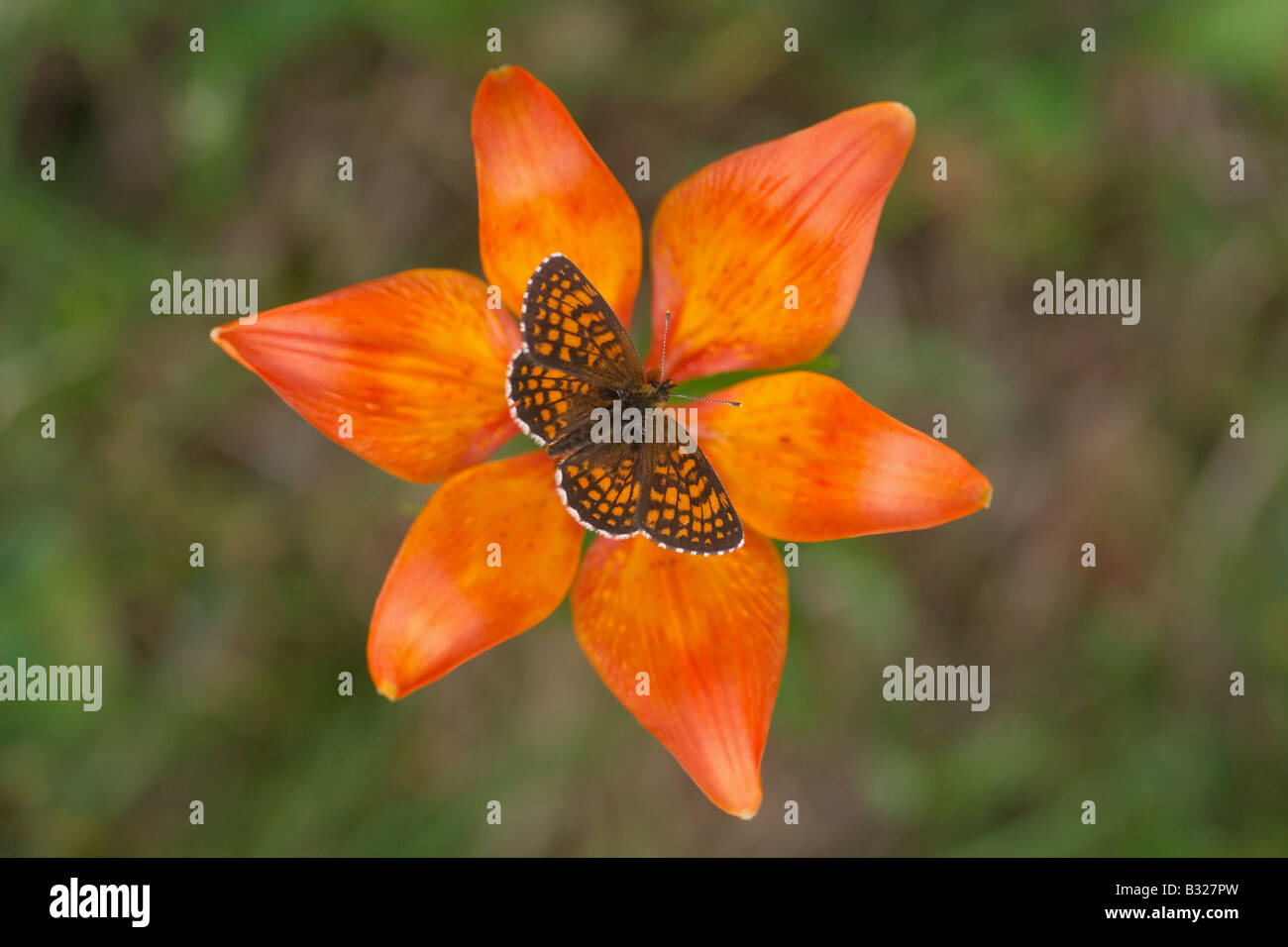 Heath fritillary on Orange Lily Stock Photo