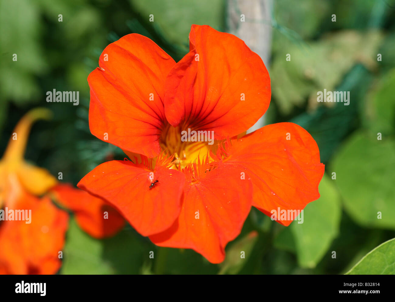 Close Up Of A Red Orange Nasturtium Tropaeolum Flower Stock Photo Alamy