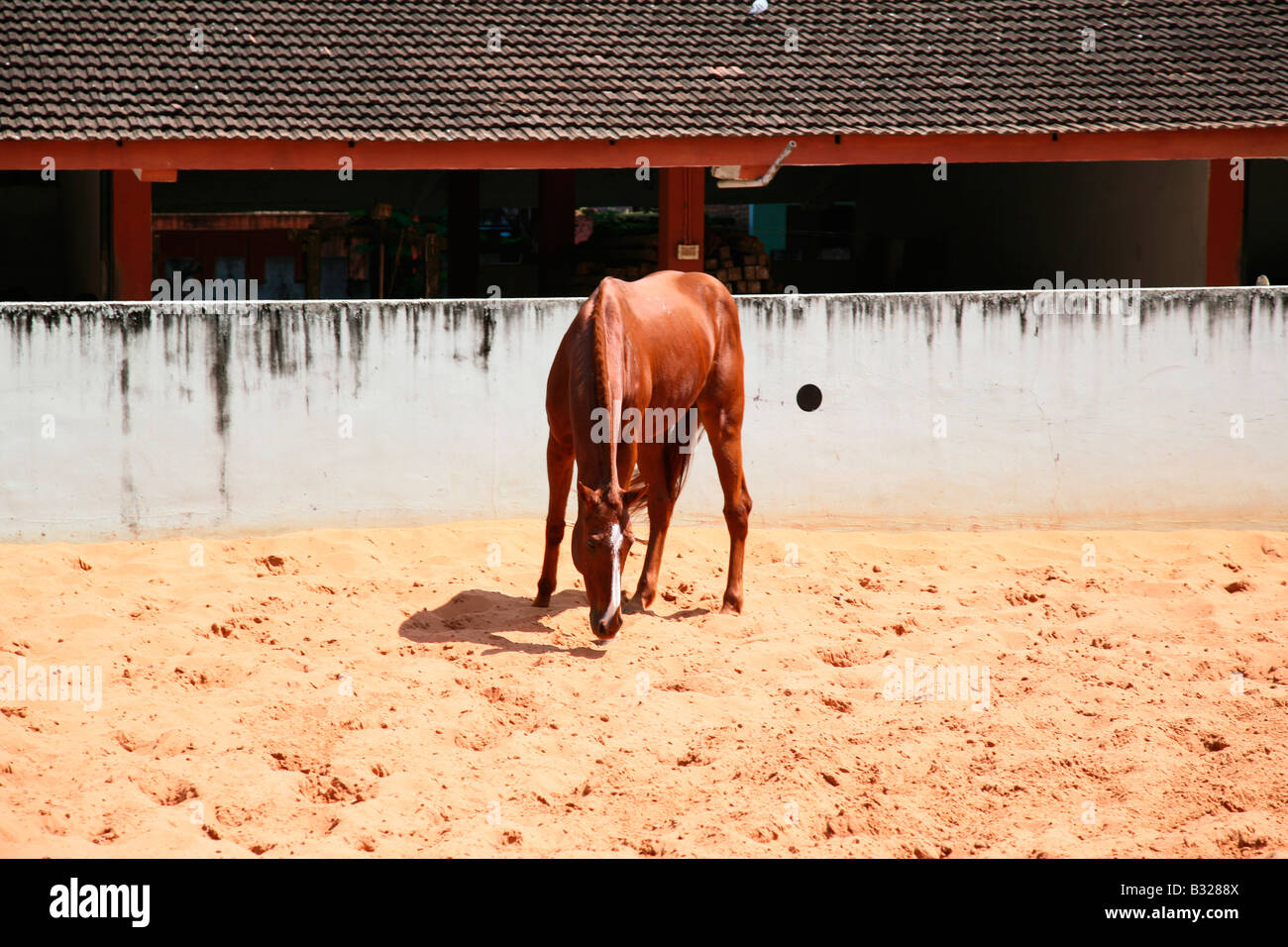 A horse in a riding school,india Stock Photo
