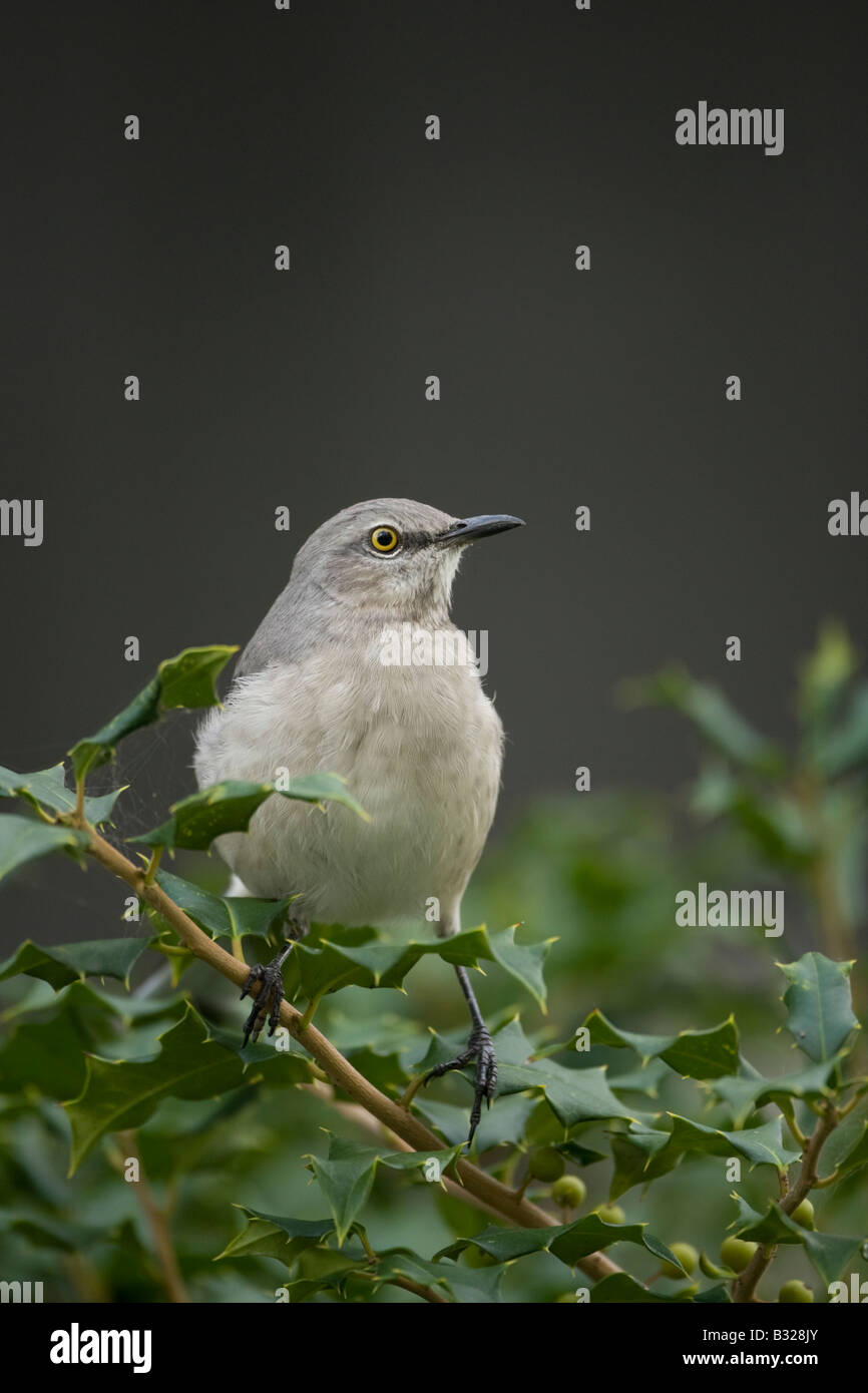 Northern Mockingbird Mimus polyglottos on bush Stock Photo