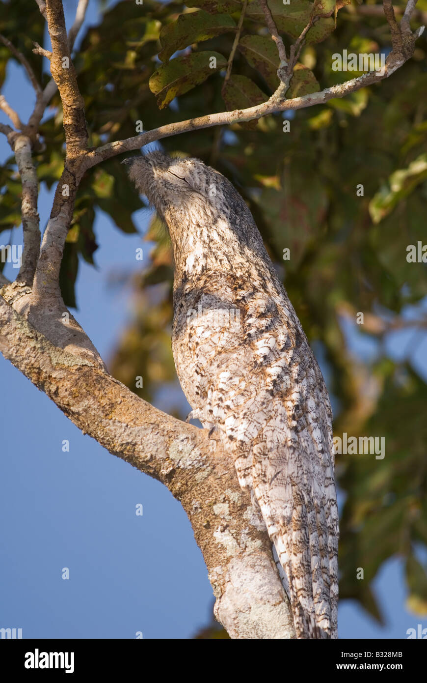 Great Potoo Nyctibeus grandis Stock Photo