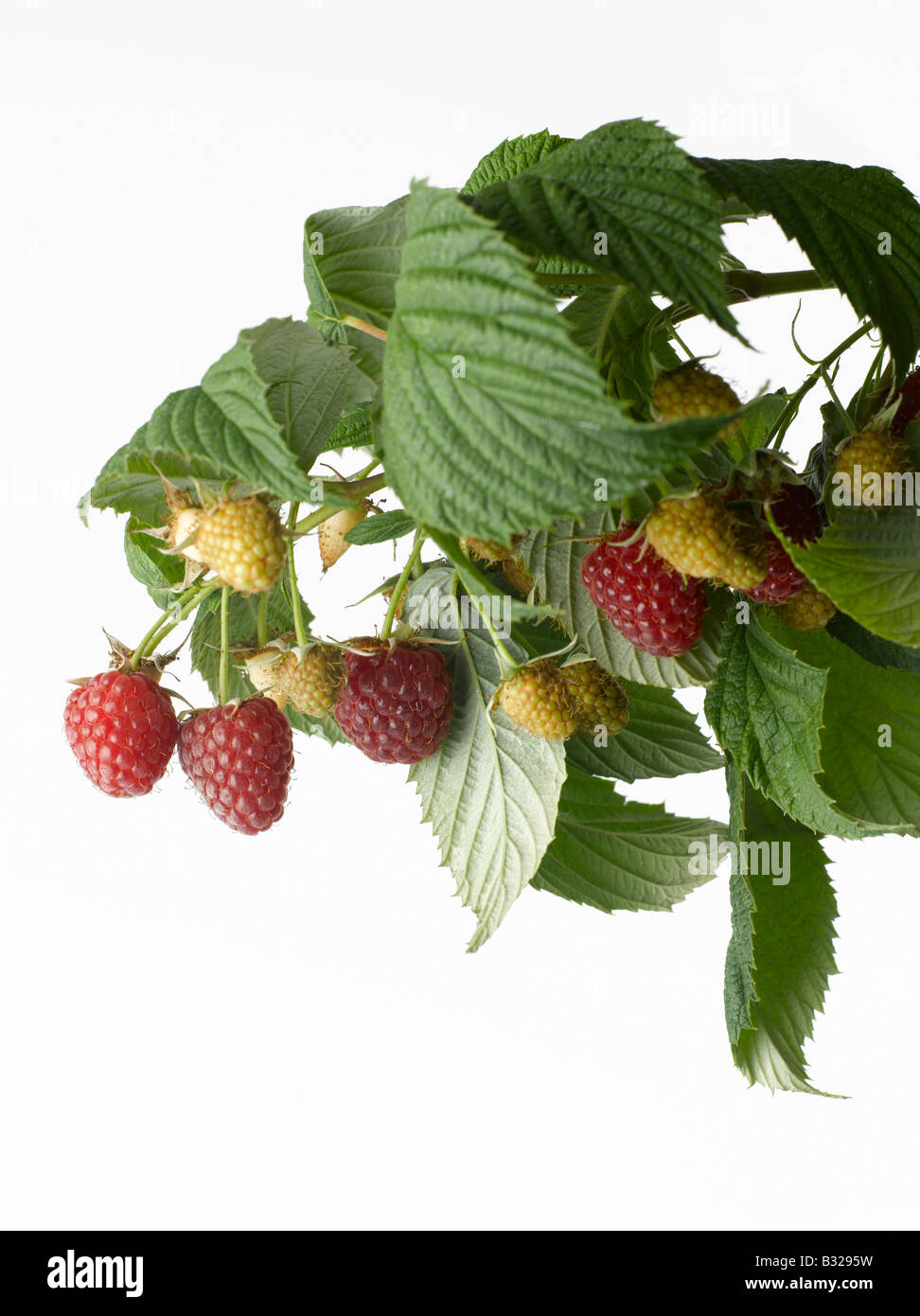 Red Raspberry branch cut out on white background Stock Photo