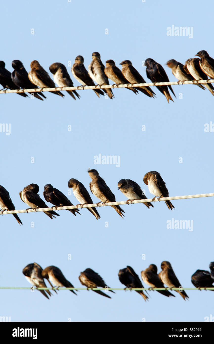Purple Martins on Utility Wire  - Vertical Stock Photo