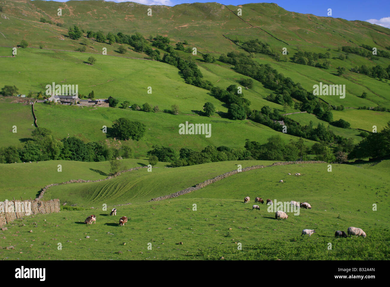 Sheep in a Lake district landscape Stock Photo - Alamy