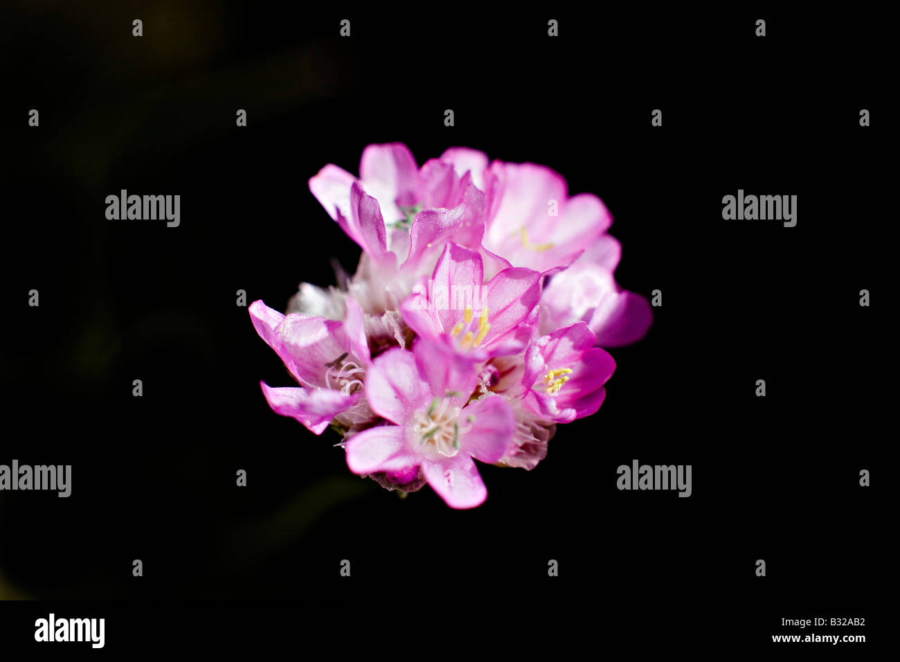Close up of Alpine Thrift Armeria alpina flowers Stock Photo