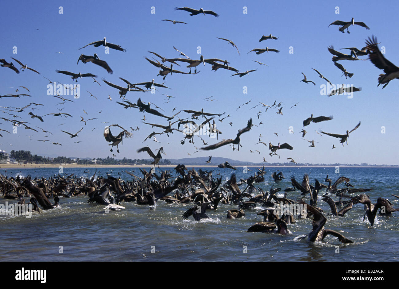 Flock of birds in the air Large wing spans Bills for catching fish
