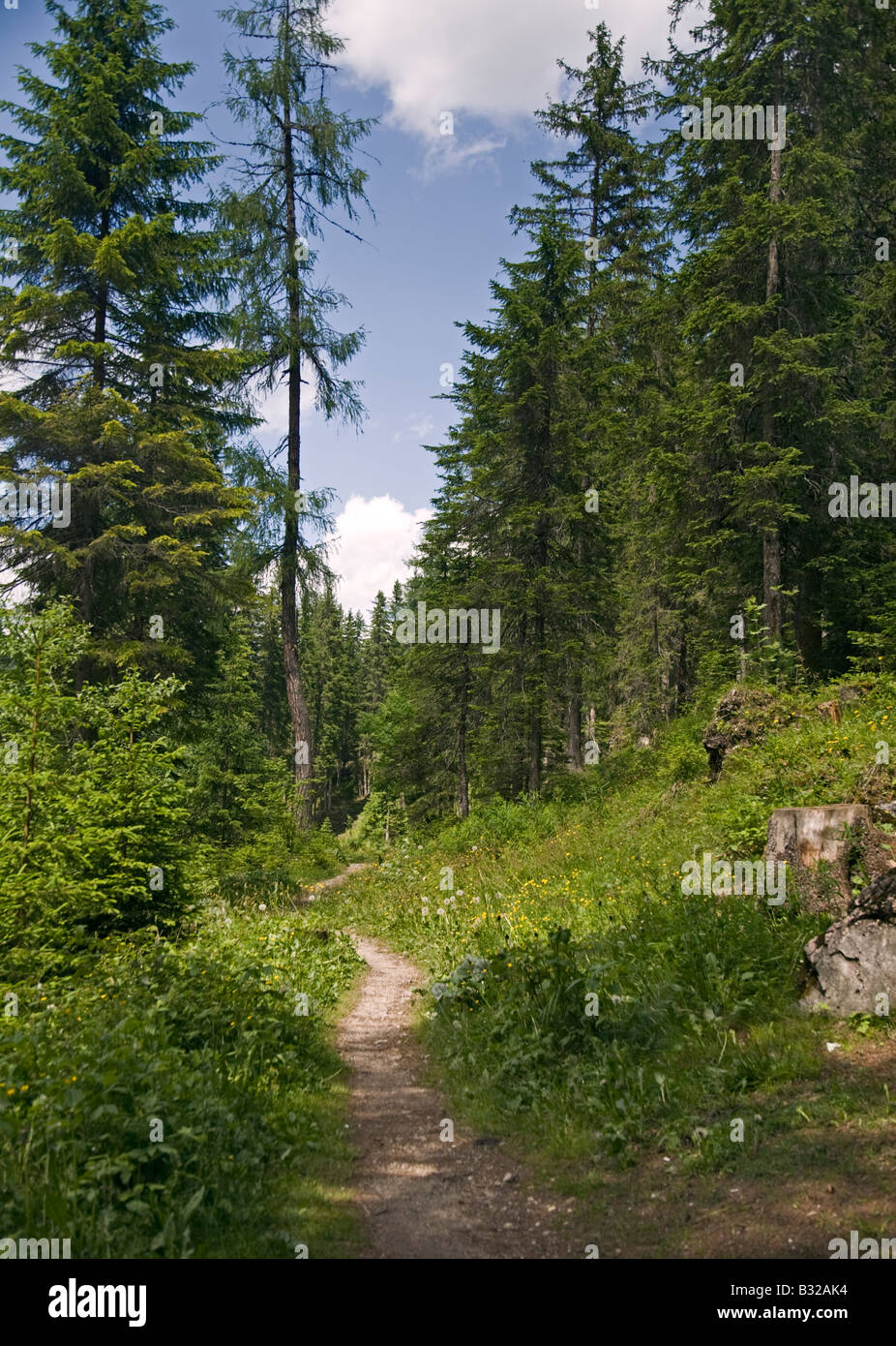 Woodland Path in the Val di Braies, Dolomites, Italy Stock Photo