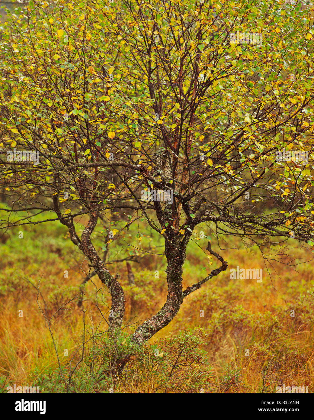 Silver Birch tree in autumnal colours growing in the Queen Elizabeth