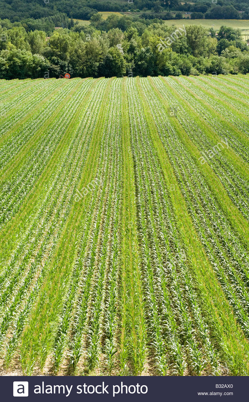 Cash Crops Stock Photos & Cash Crops Stock Images Alamy