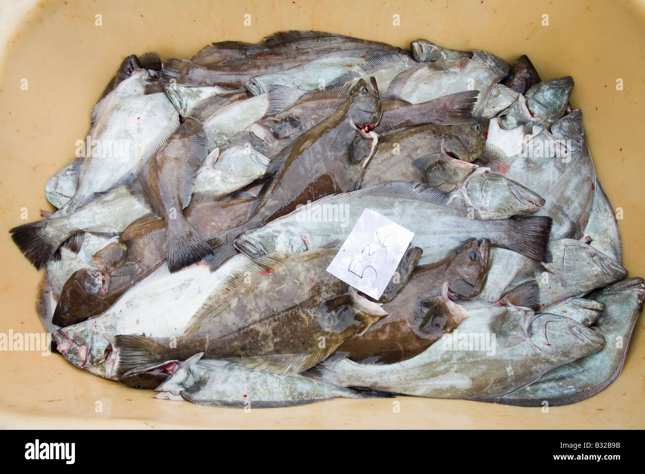 Greenland Halibut fish caught off Ilulissat in Greenland Stock Photo