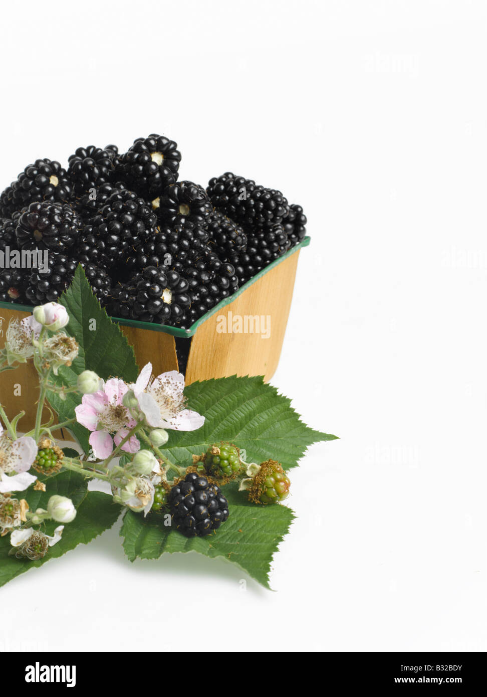 Basket of blackberries and blackberry branch cut out on white background Stock Photo