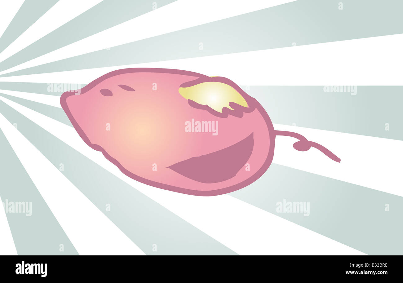 Speedy flying pig with wings retro hand drawn illustration Stock Photo