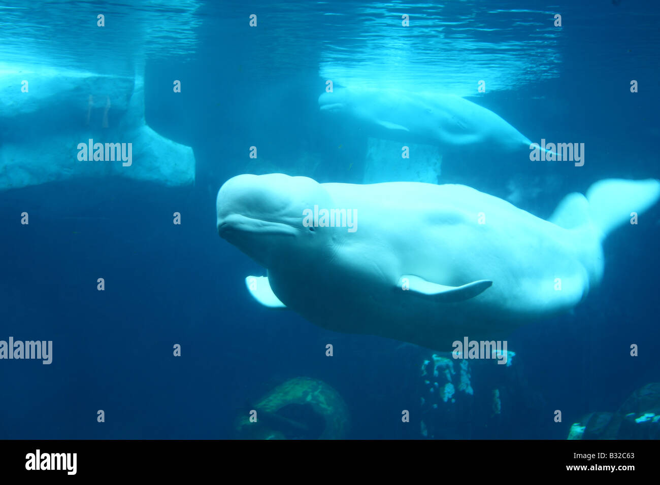 Beluga whale underwater Stock Photo