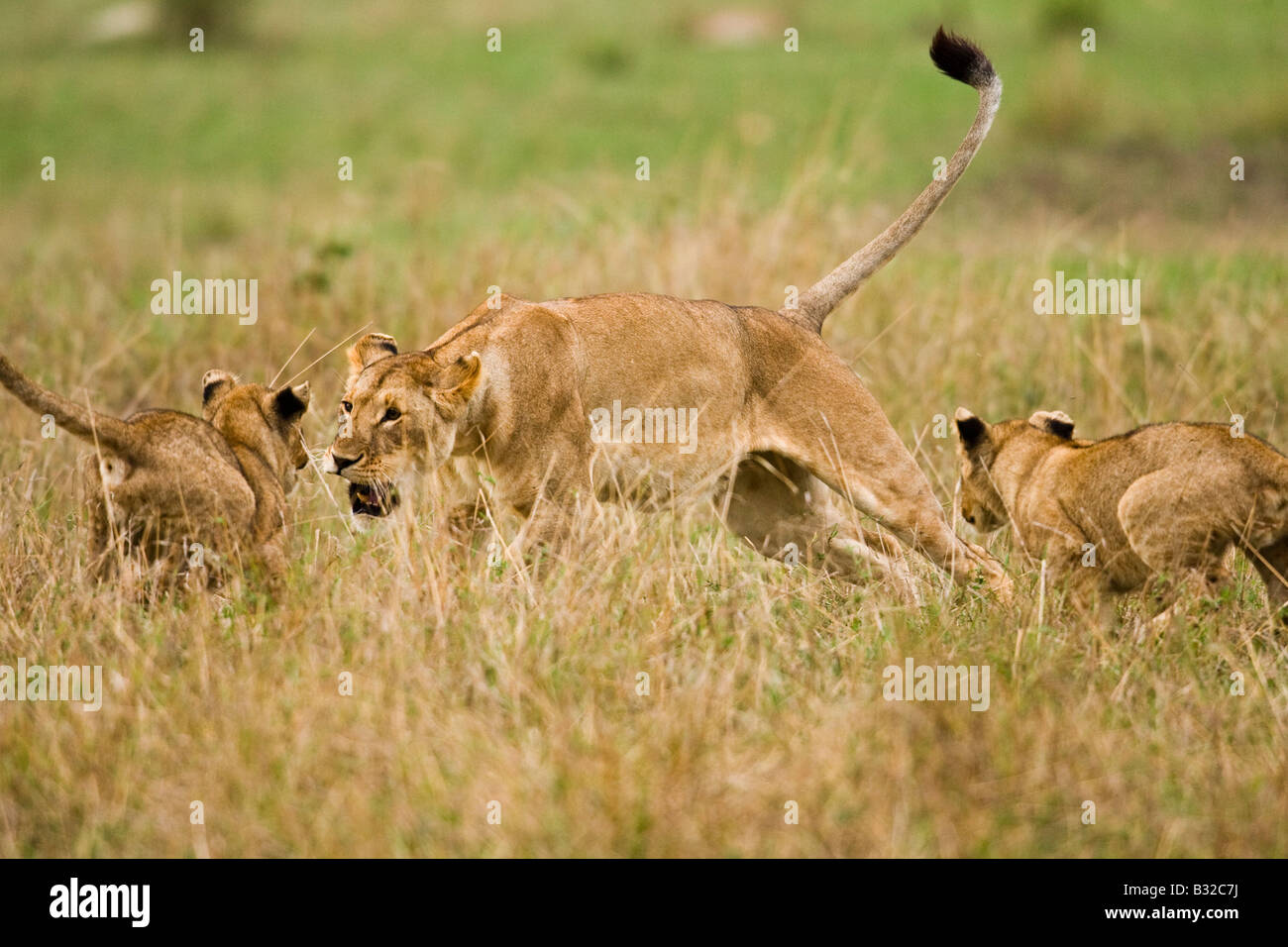 Lioness (Panthera leo) playing with cubs Stock Photo - Alamy