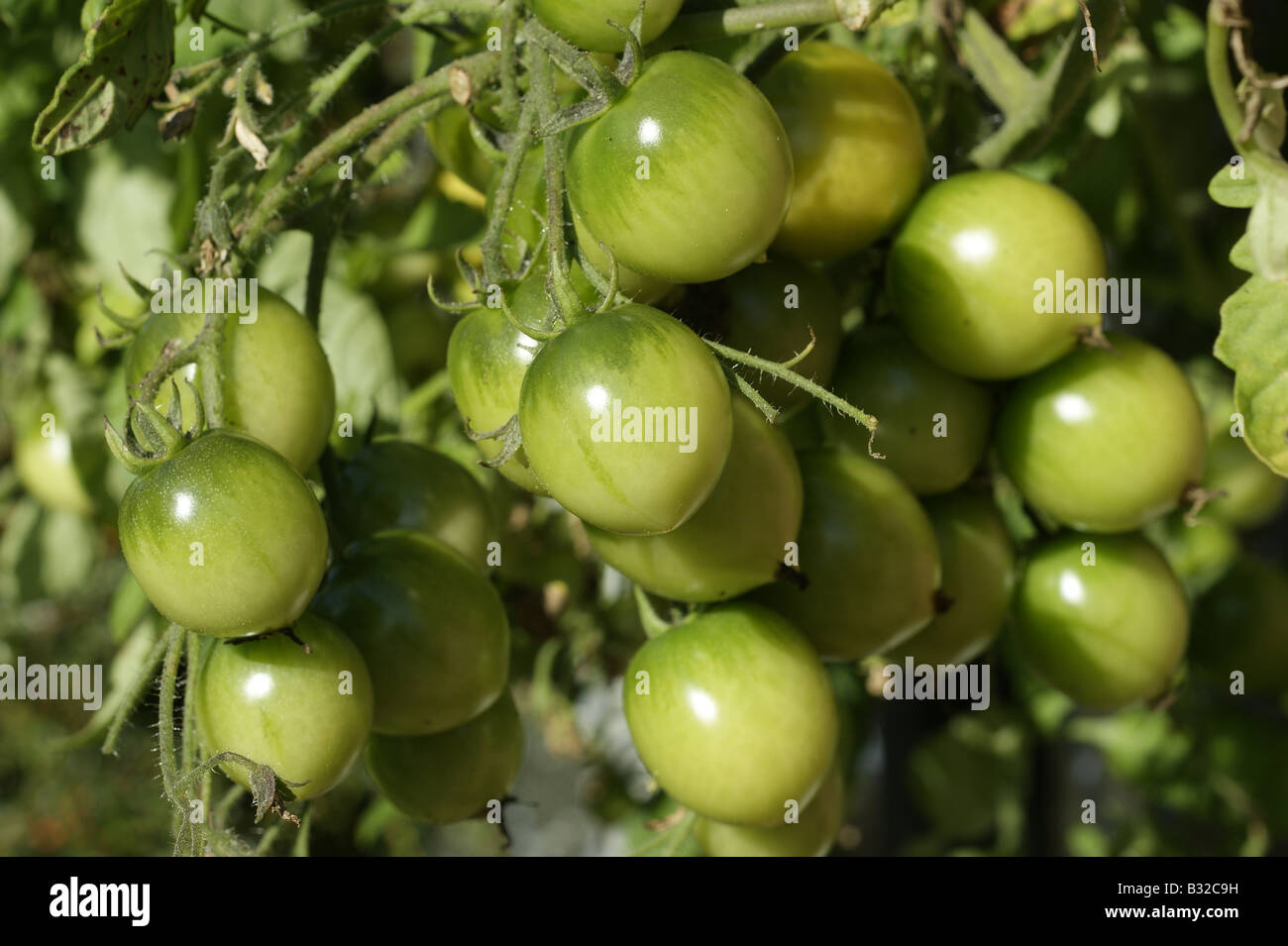 Truss of under ripe tomatoes hi-res stock photography and images - Alamy