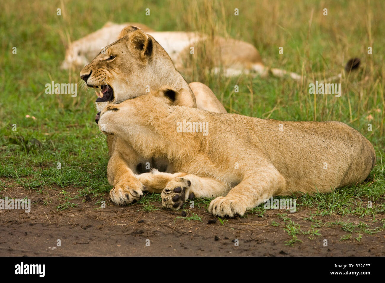 Lioness Panthera leo and older cub Stock Photo - Alamy