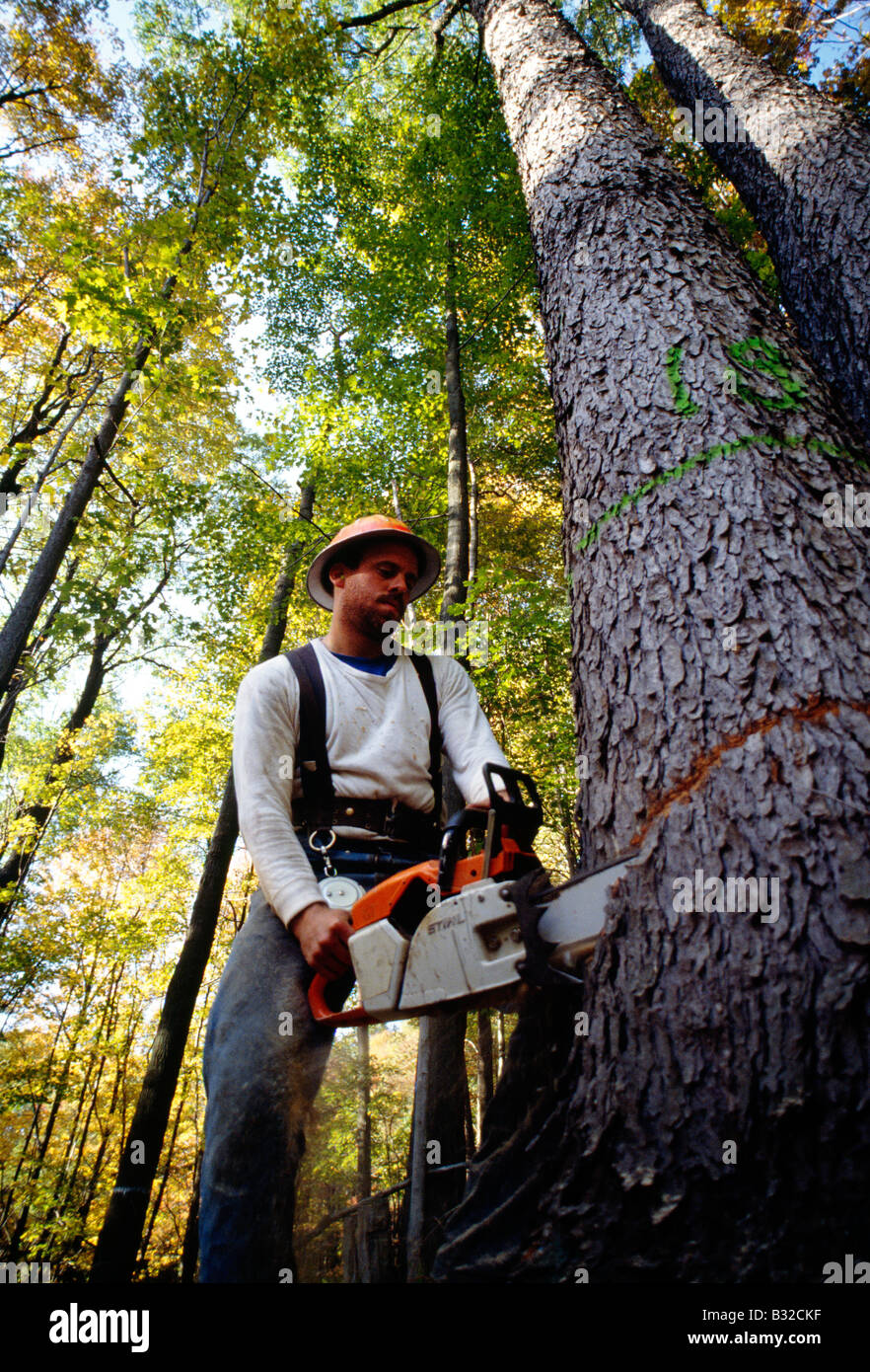 Lumberjack selectively cutting prime hardwood trees with a chainsaw in upstate Pennsylvania forest, USA Stock Photo