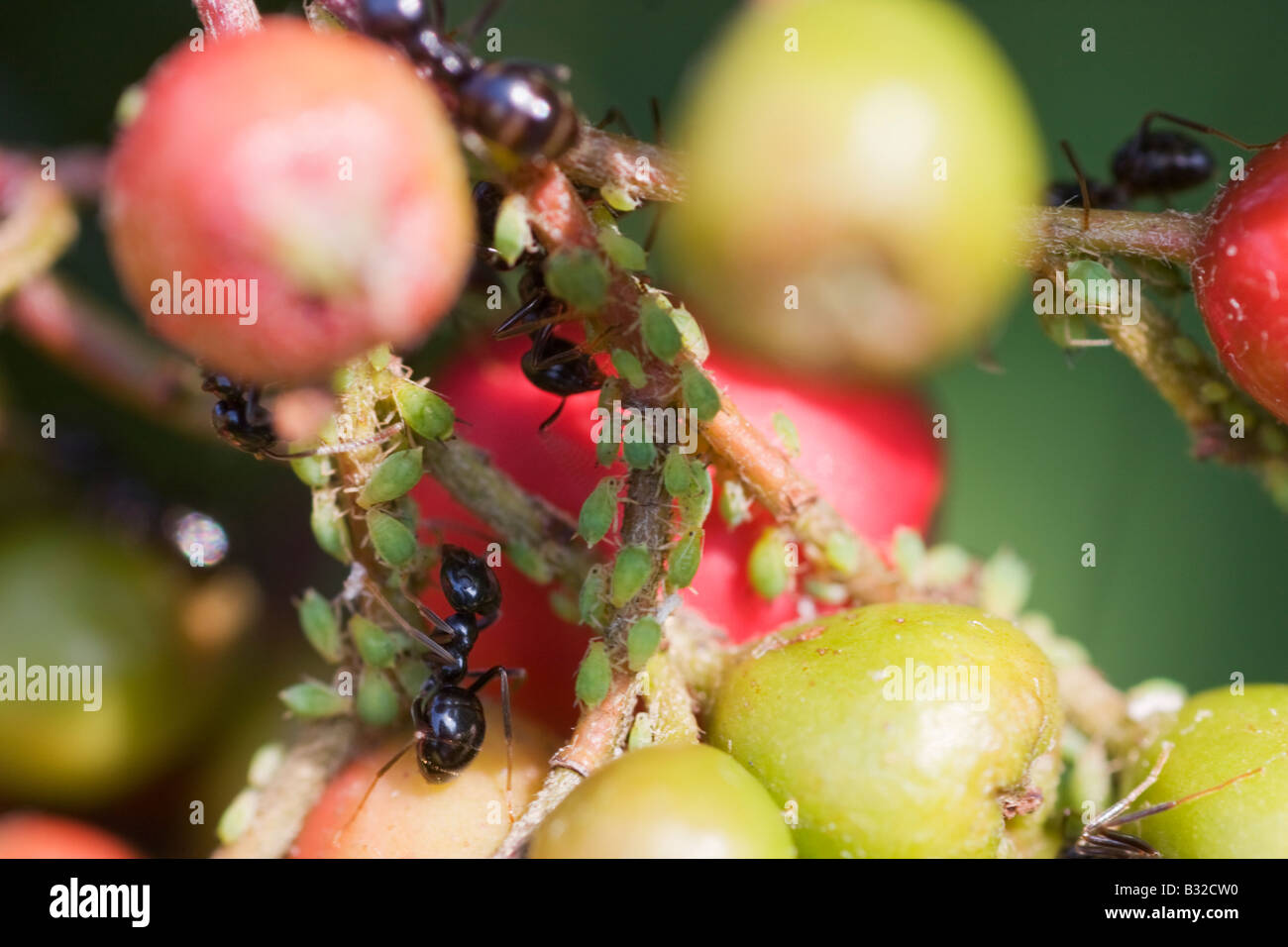 Tending ants hi-res stock photography and images - Alamy