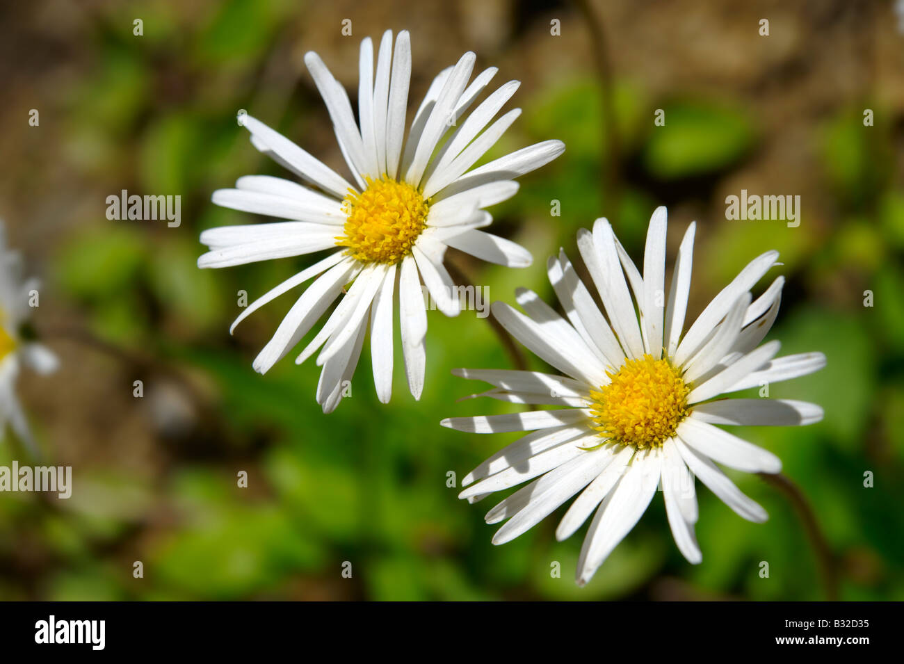 Alpine daisy. Alpine summer meadow.  Bernese Alps Switzerland. Stock Photo