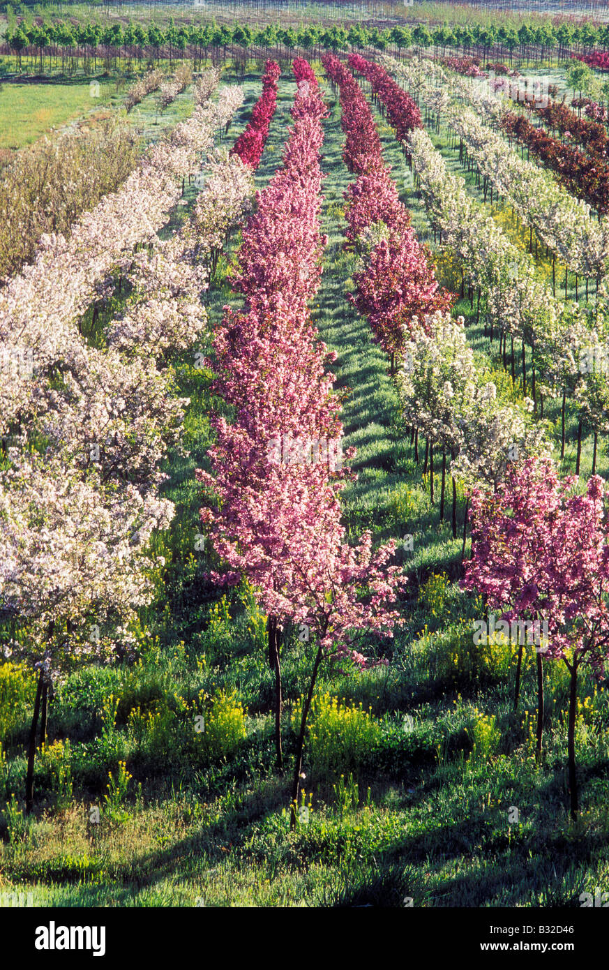 Tree nursery near Brown Mtn with rows of redbud and dogwood trees covered in flowers, in the