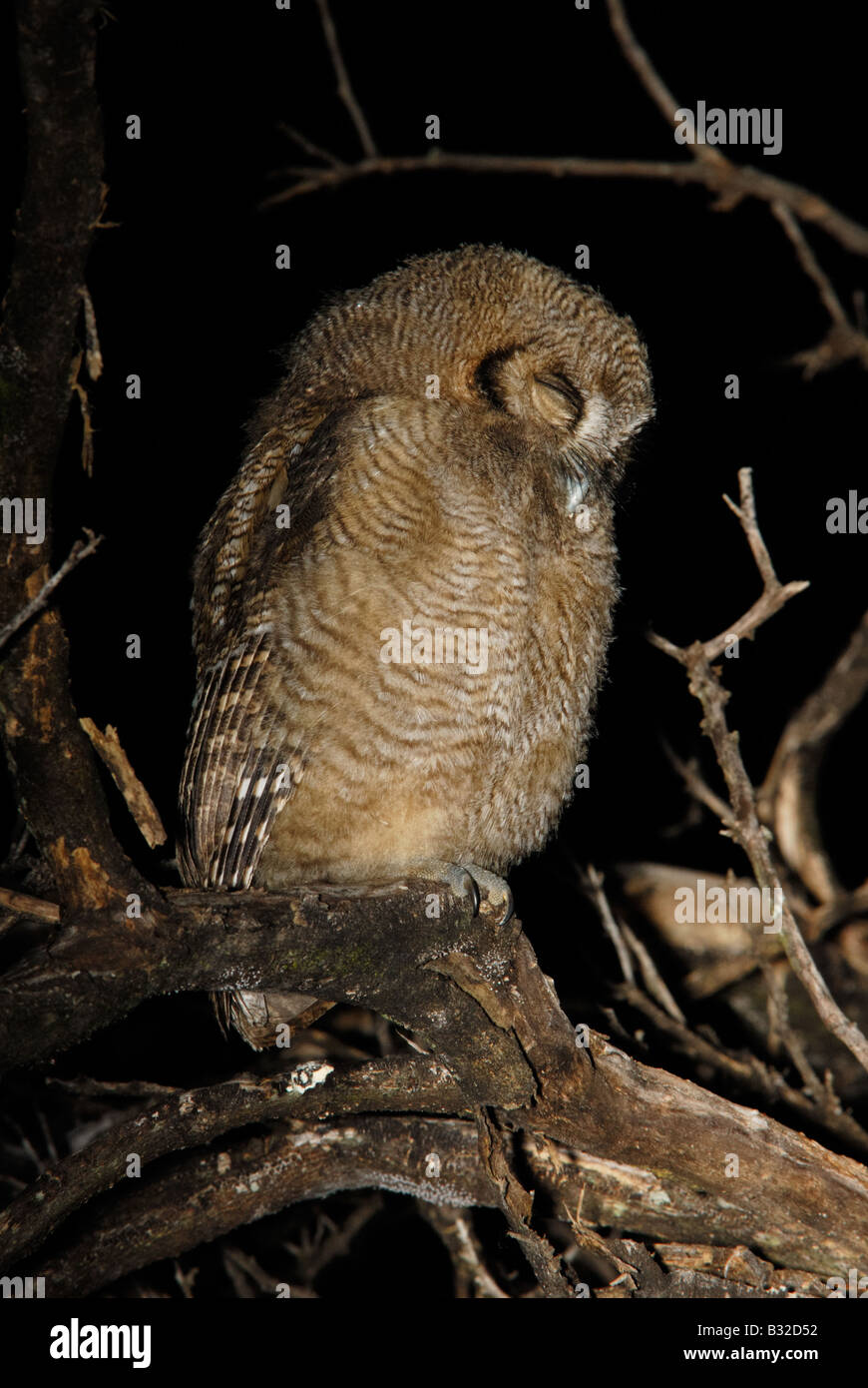 Juvenile Tropical-screech Owl taking a nap Stock Photo