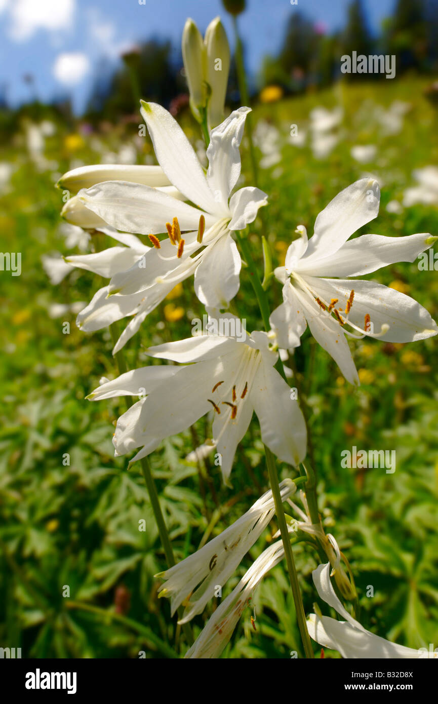 St Bruno's Lily ( Paradisea lilliastrm ). Alpine summer meadow.  Bernese Alps Switzerland. Stock Photo