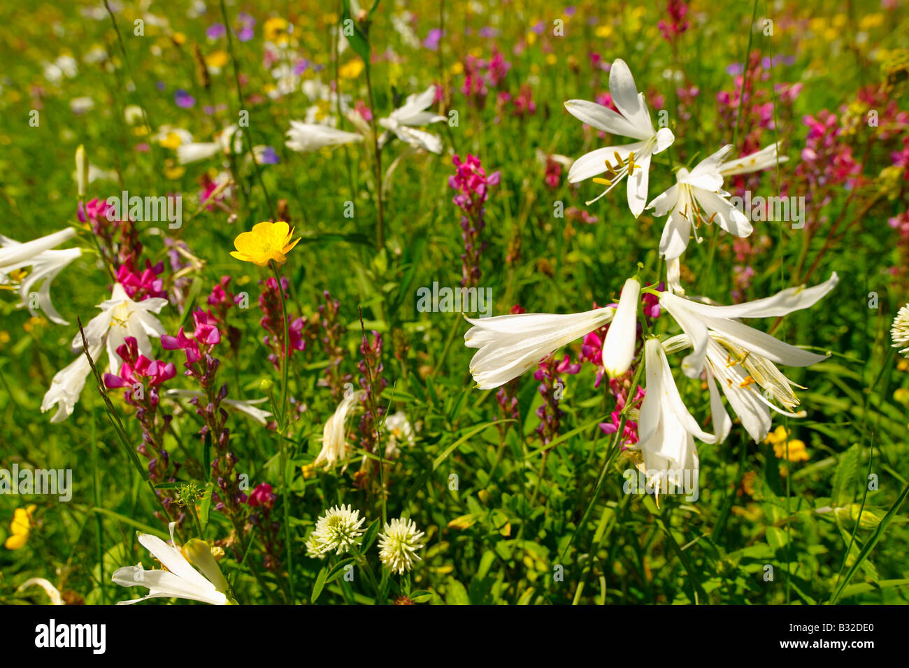 St Bruno's Lily ( Paradisea lilliastrm ). Alpine summer meadow.  Bernese Alps Stock Photo